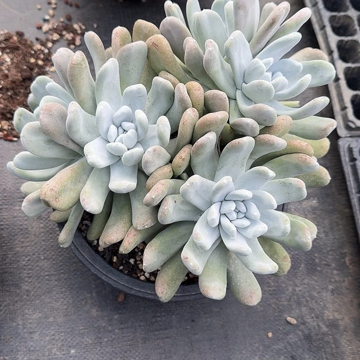 路*拇指哈哈哈哈哈哈哈多肉