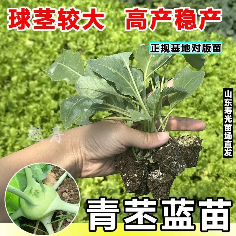 青苤蓝苗秧天津苤蓝大芥兰撇蓝高产生吃脆甜四季早熟春秋耐寒蔬菜