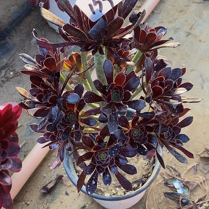 黑法师133多肉不包断裸根