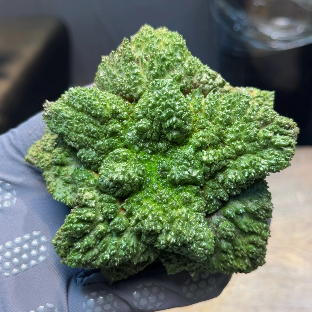 哥斯拉泰系Zzzzzzzzzzzzzzzzz