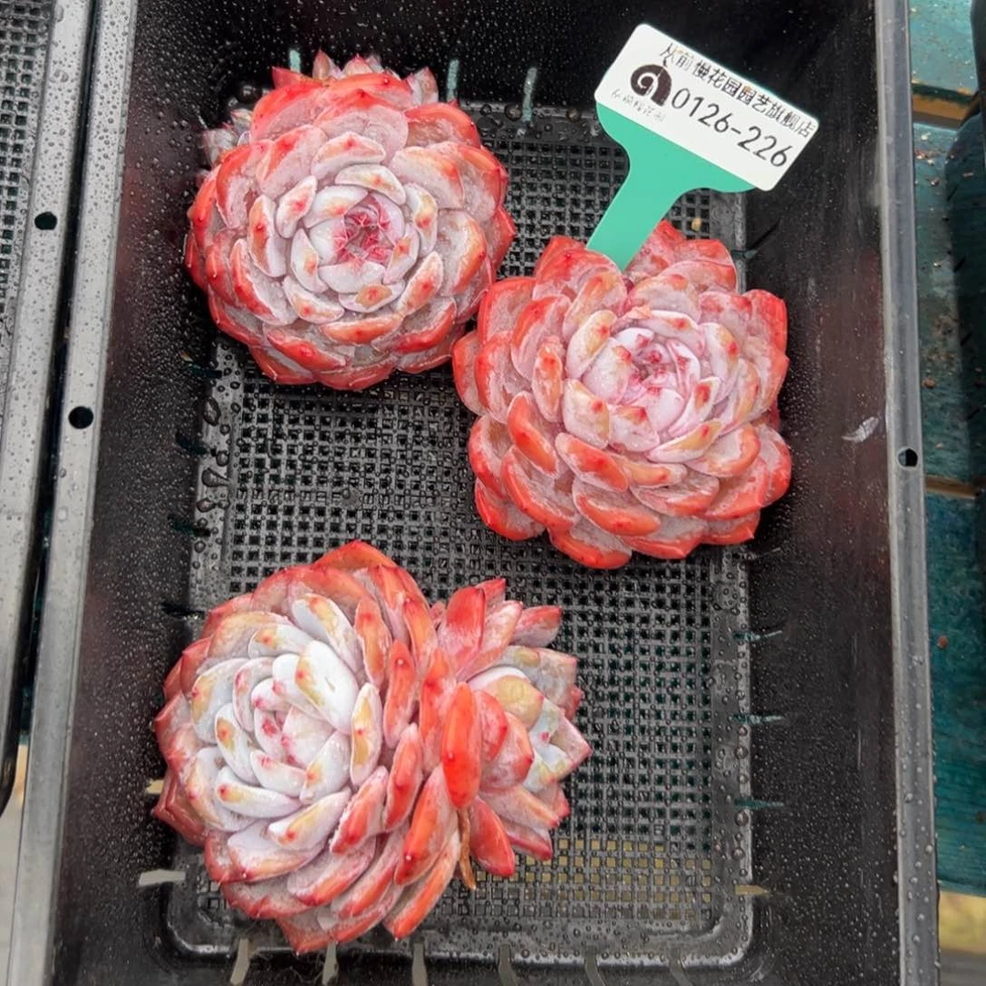 多肉一物一拍0126-226