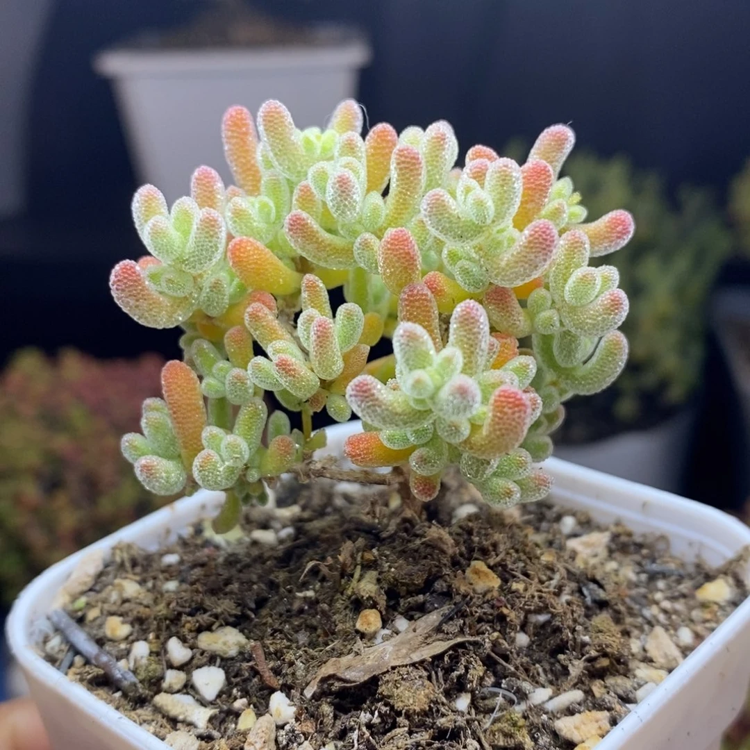 无花朵50号优选冰晶枝干