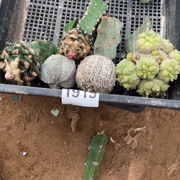 辛顿古田恩冢v兜仙人球1919号