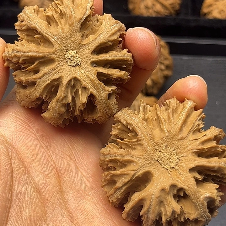 木***羊核桃秦岭突突突突突突