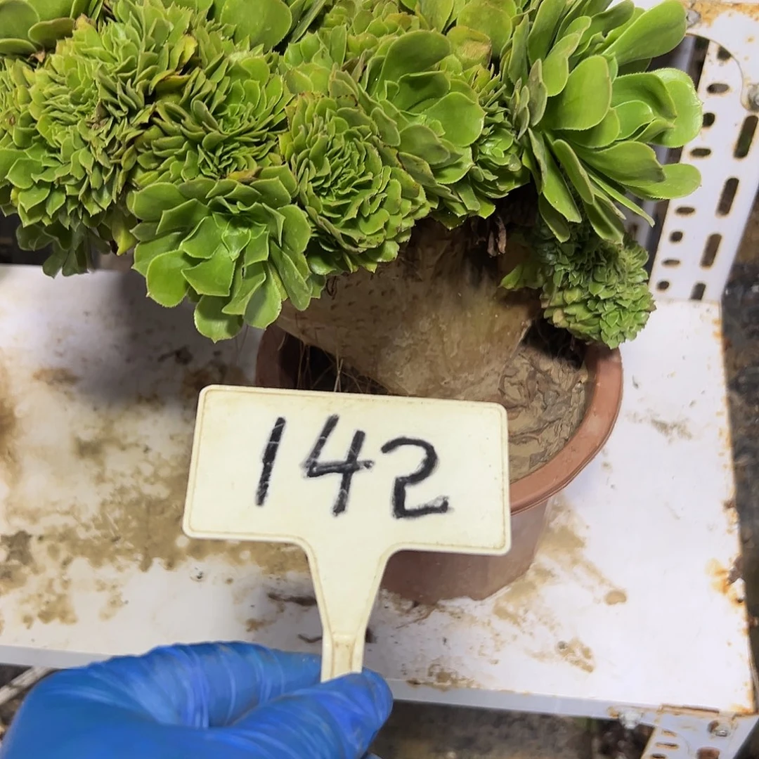 多肉植物绿羊绒缀花142