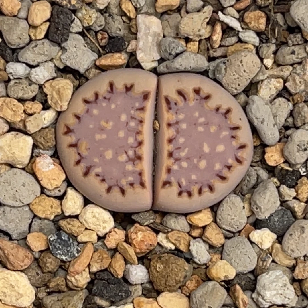 2089粉饼1香芋紫尺寸1.6