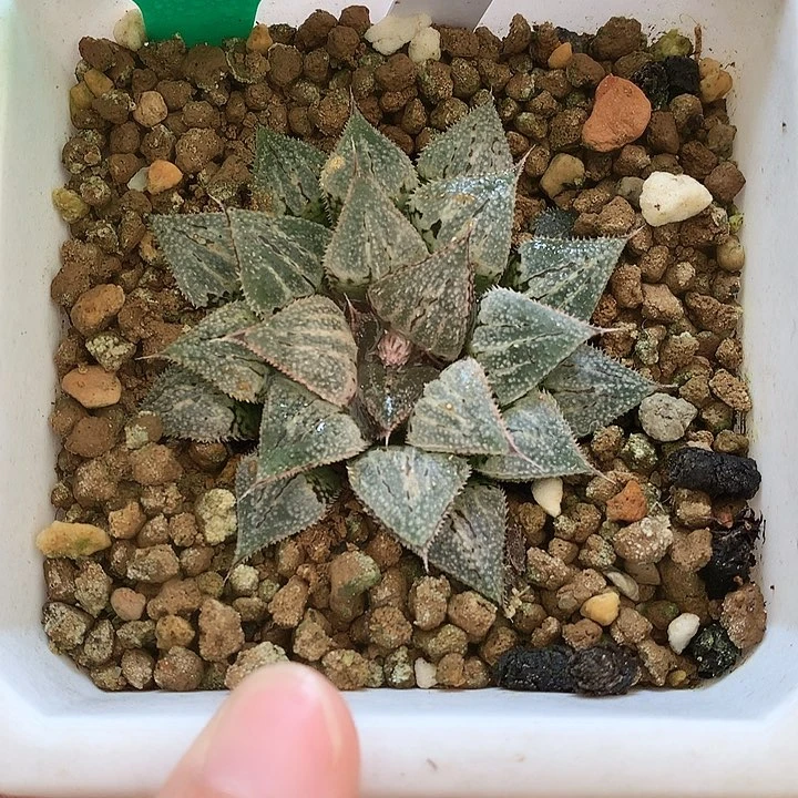 557实生寿一物一拍