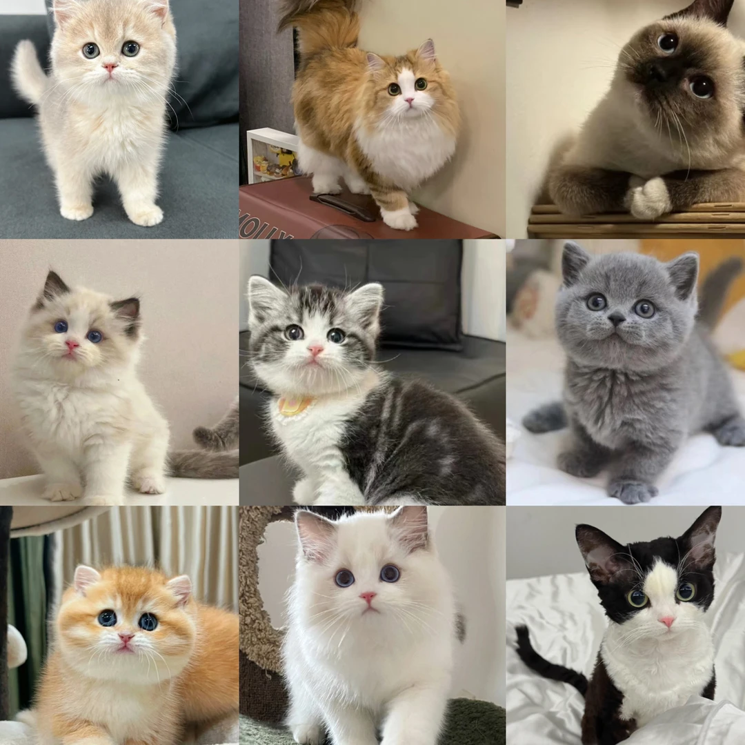 【晔 全品类猫咪】多种品类宠物猫金渐层蓝金渐层缅因猫等