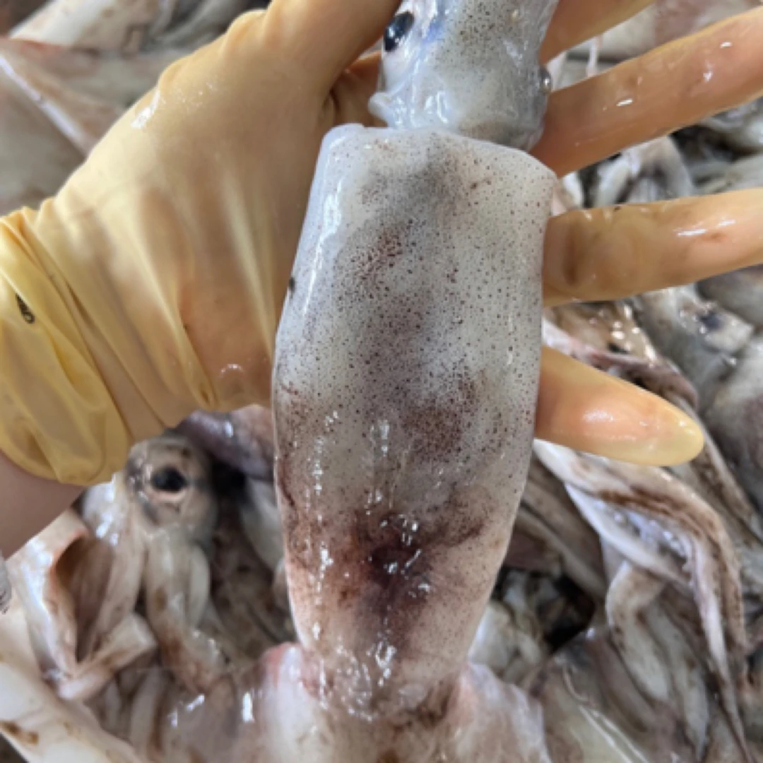 舟山本港鱿鱼 1-2条/斤 4斤