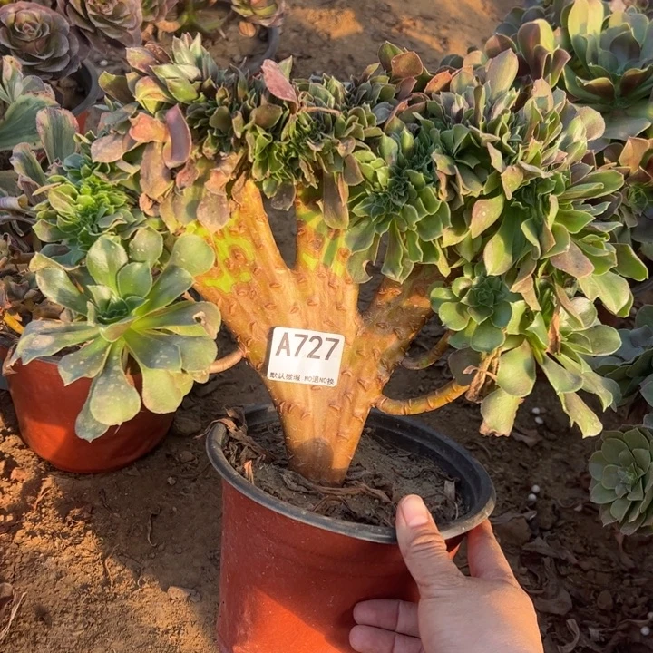 玫瑰缀多肉植物727.