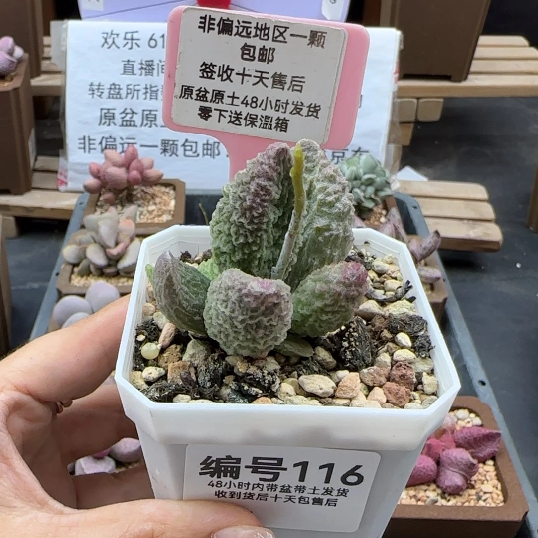 116苍龙多肉植物