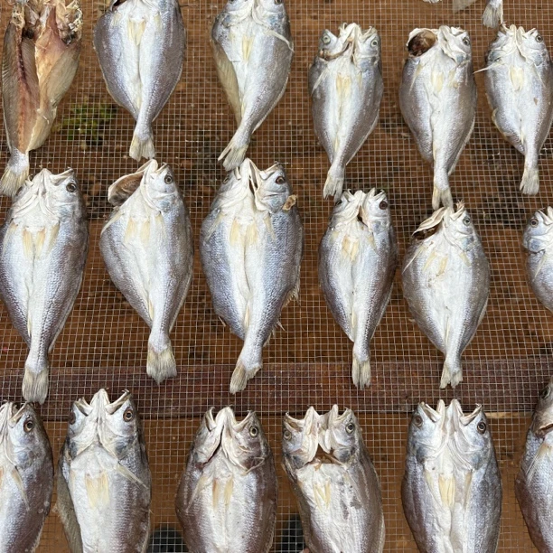 湛江本地海捕捞话仔鱼干 爆炒 煎