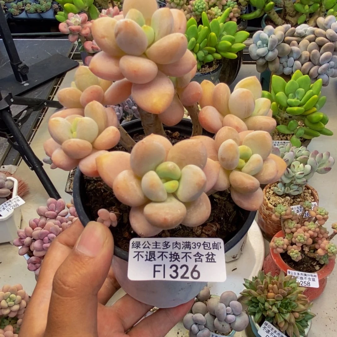 326橘子香水多肉8c m