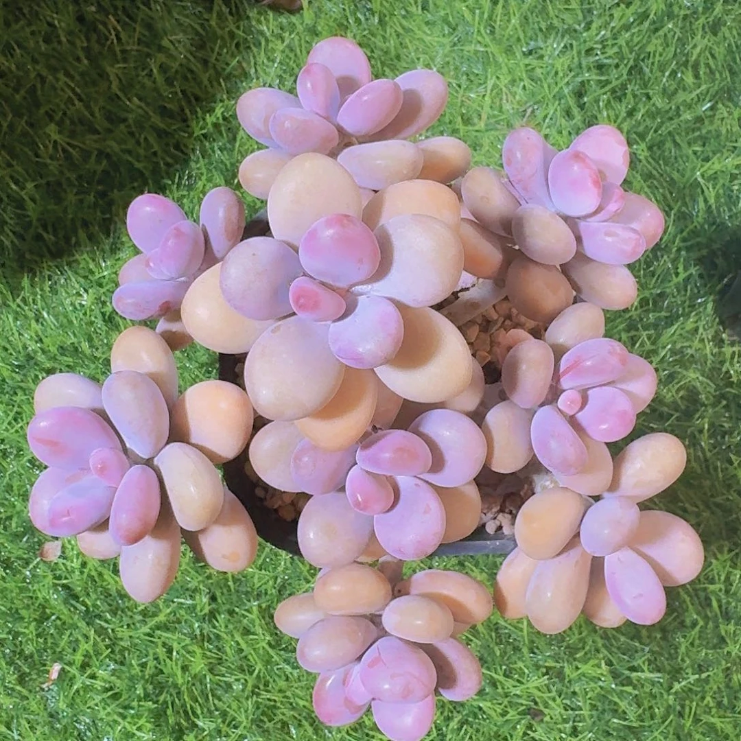 桃蛋老桩一物一拍