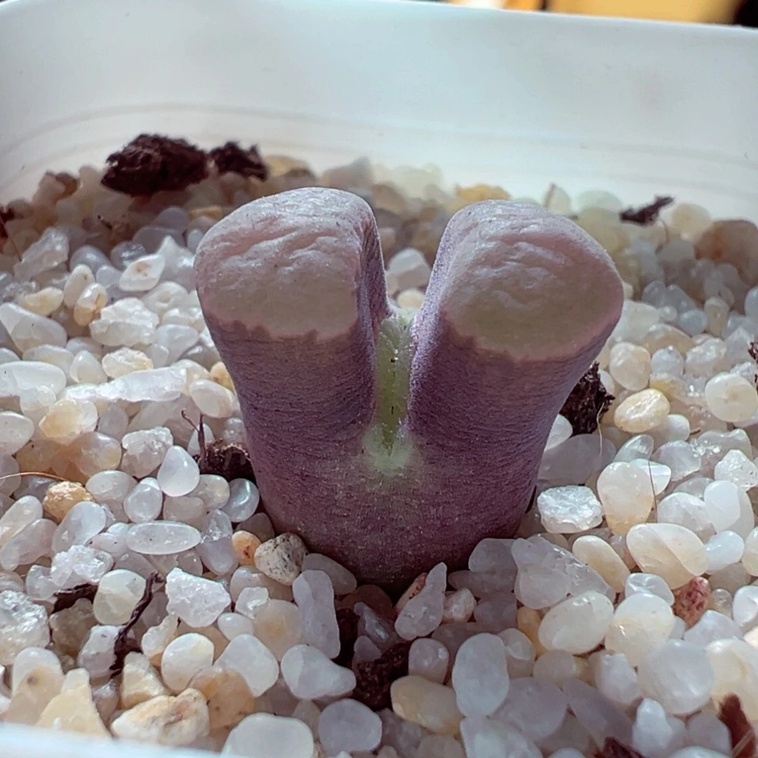 109-187多肉多肉磁铁