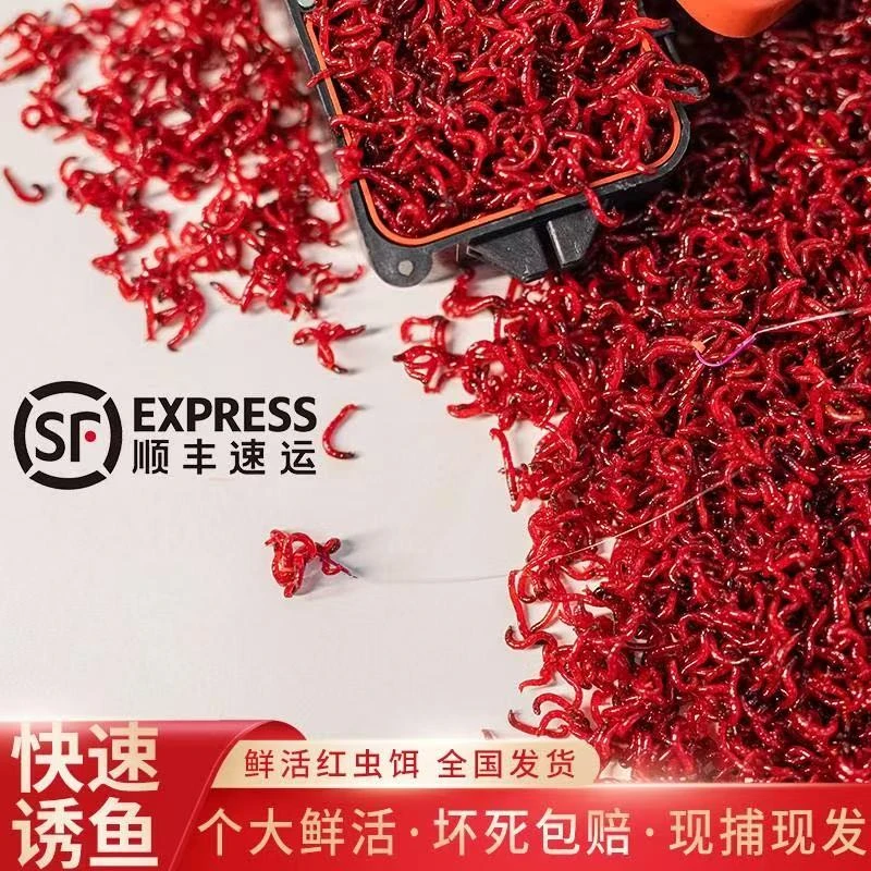 【直播福利】【顺丰包邮】死虫包赔/鲜活红虫/公红虫活饵