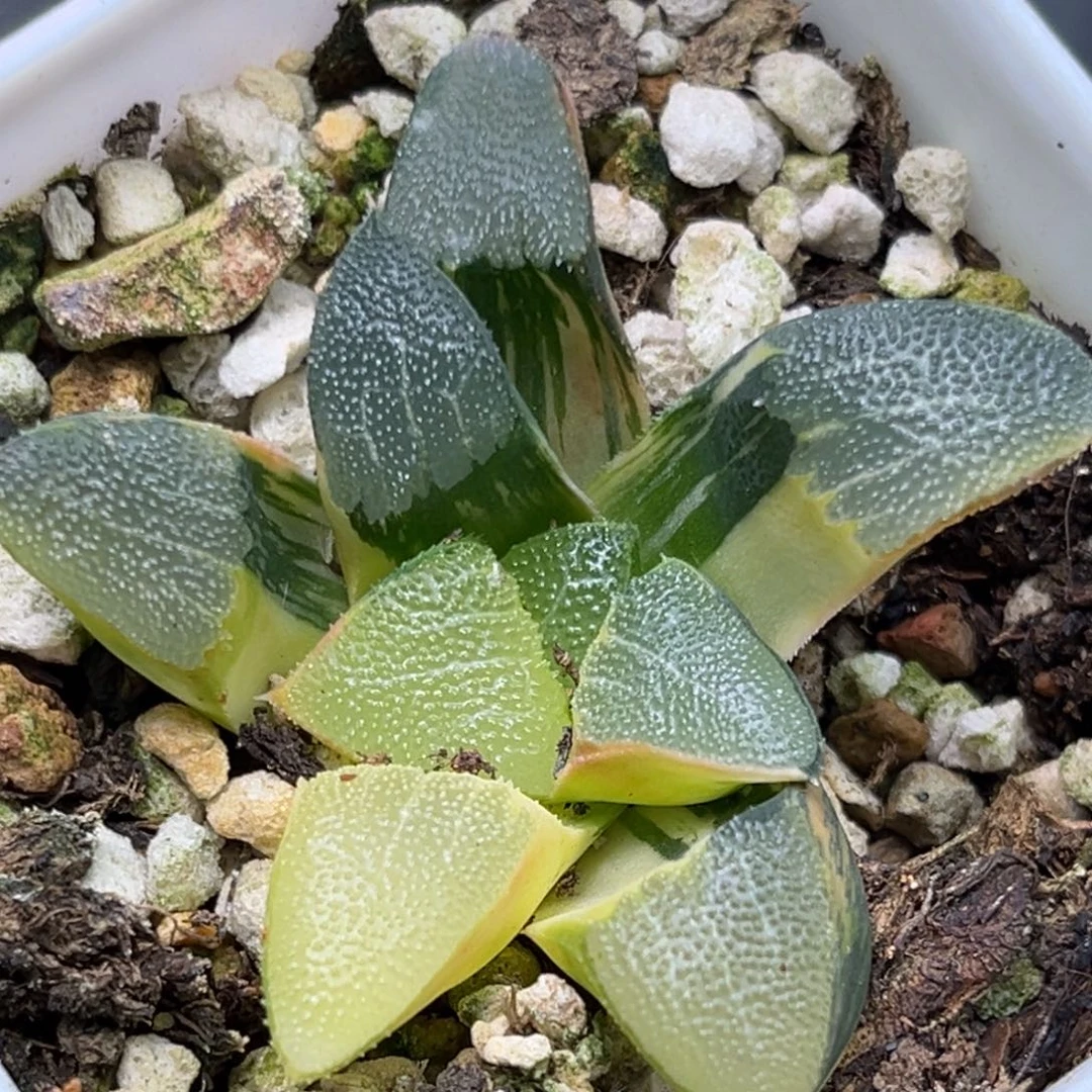 恭喜发财大吉大利0387