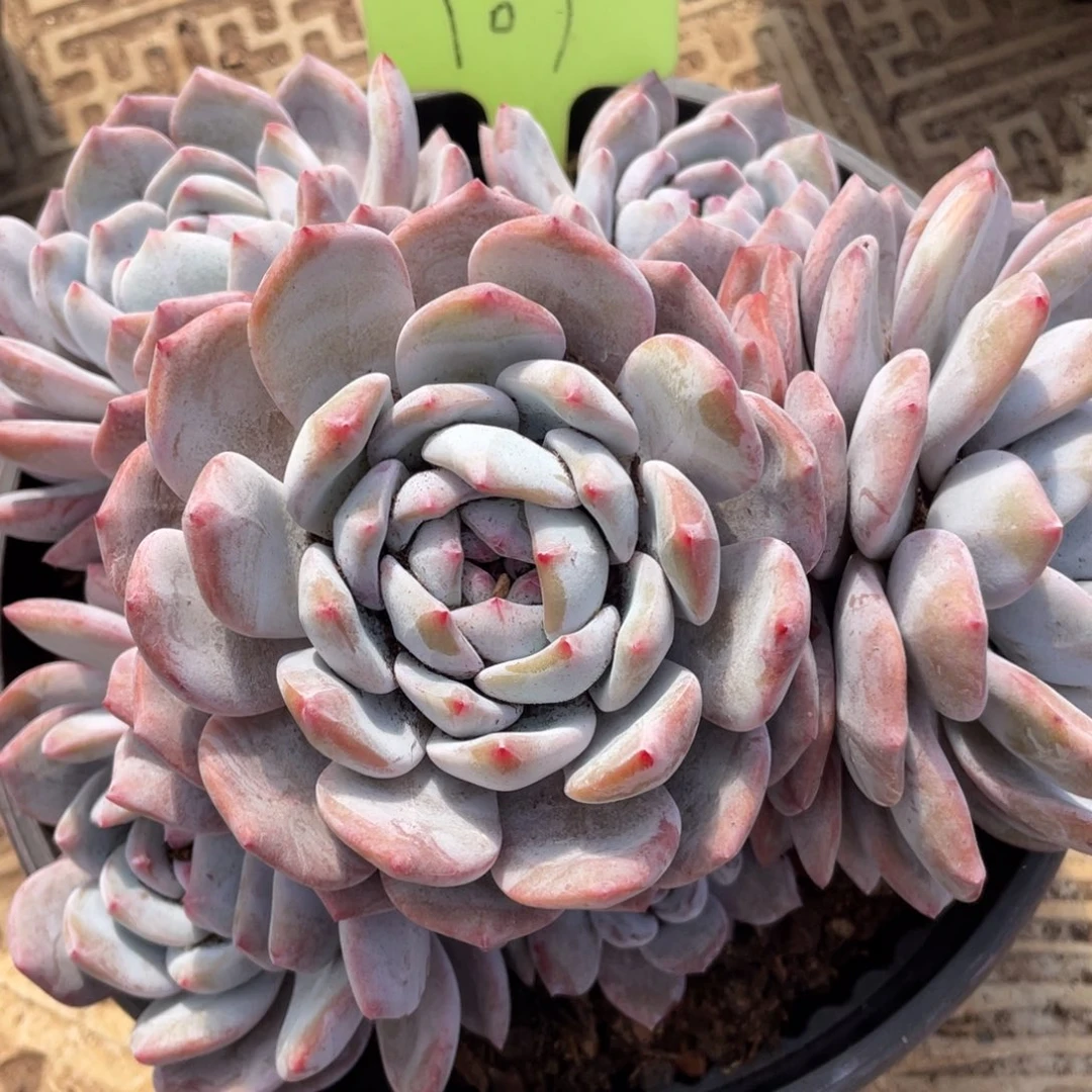 玫***海星影多头群生107号