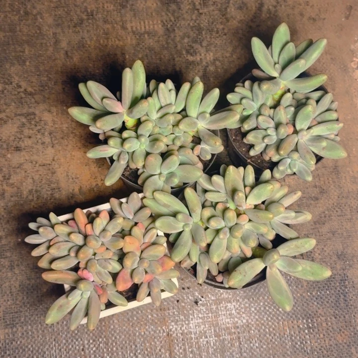 糖果福利11111111