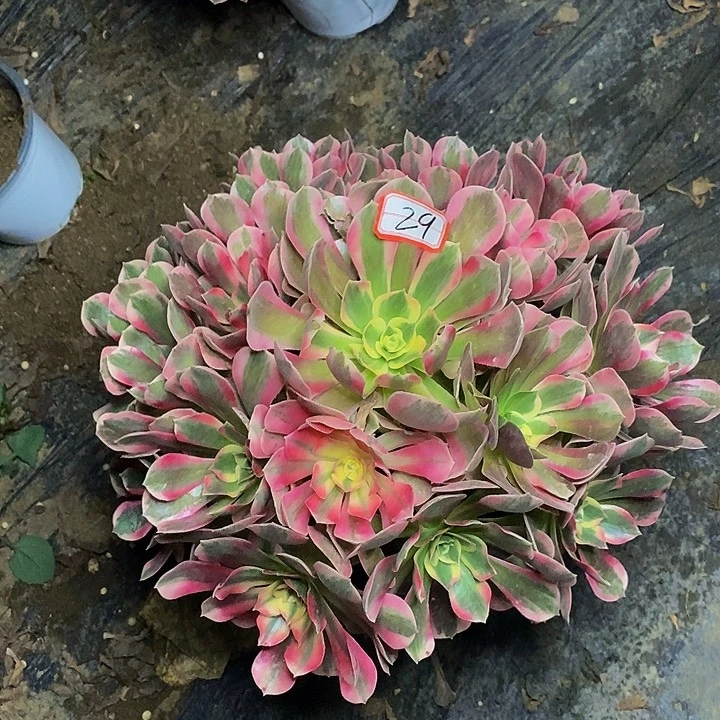 粉女巫老桩大捧花29号