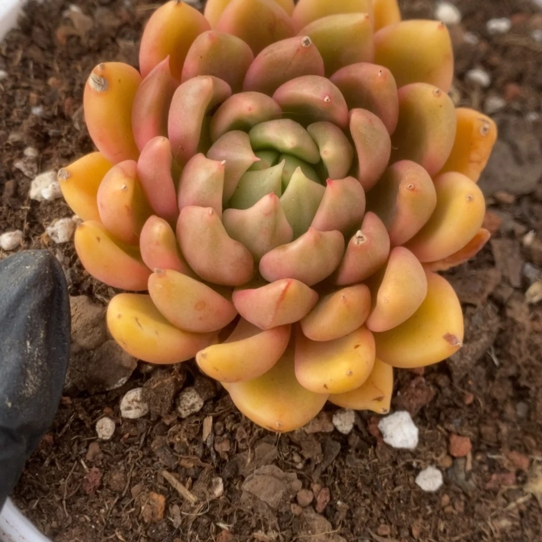 382红酒锦锦锦锦锦锦