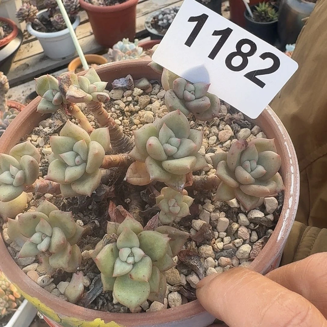 9****哥126688899988888888