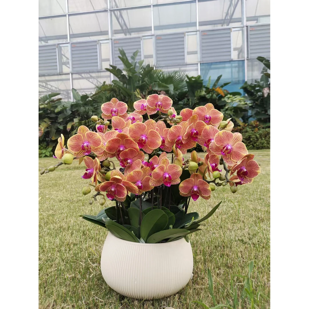 吉利中花型 爱马仕橙 好养耐养 欧品蝴蝶兰 送人送礼 基地直发