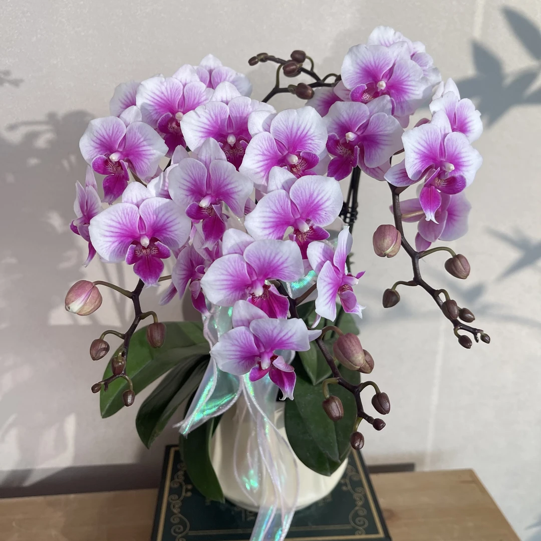 蝴蝶兰《可爱多》粉白色治愈女神节佳品 苗情优质叶片碧绿 基地直发