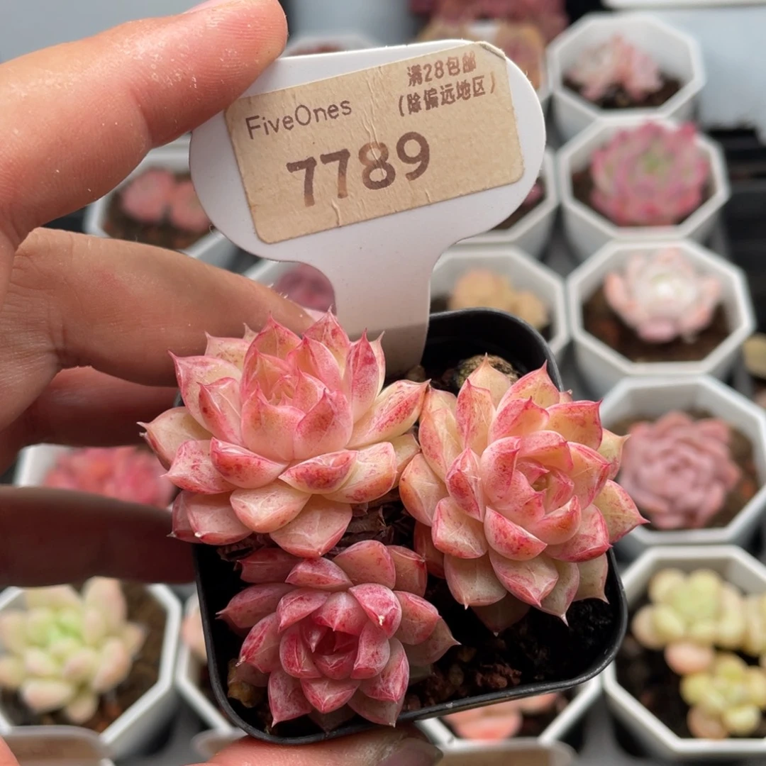 胭脂扣7789-6.5厘米