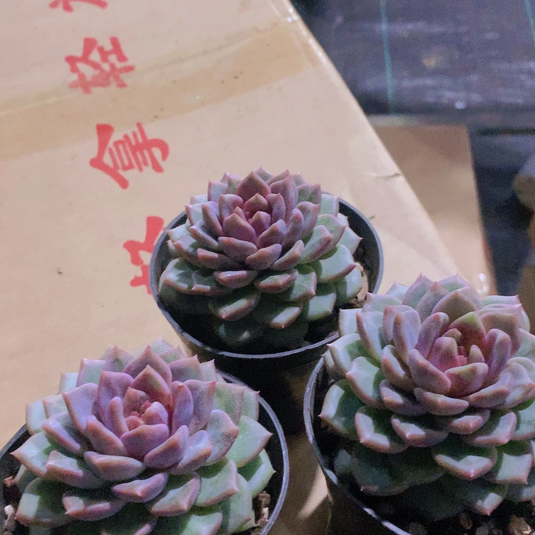 韩心5号88888887708888