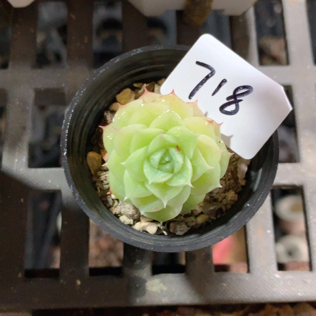 5CM拇指盆精控多肉YT718