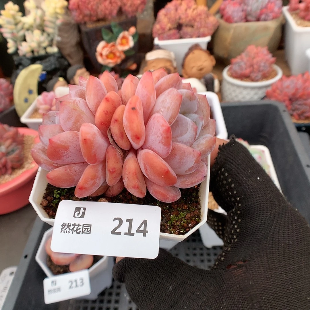 214荭石星影多肉植物6666