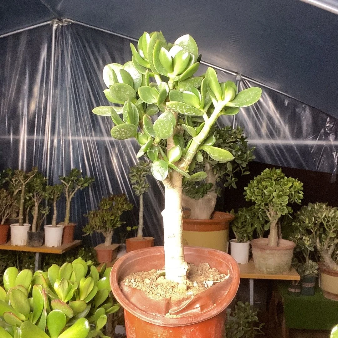 小***严当前无花栽培后可以开花