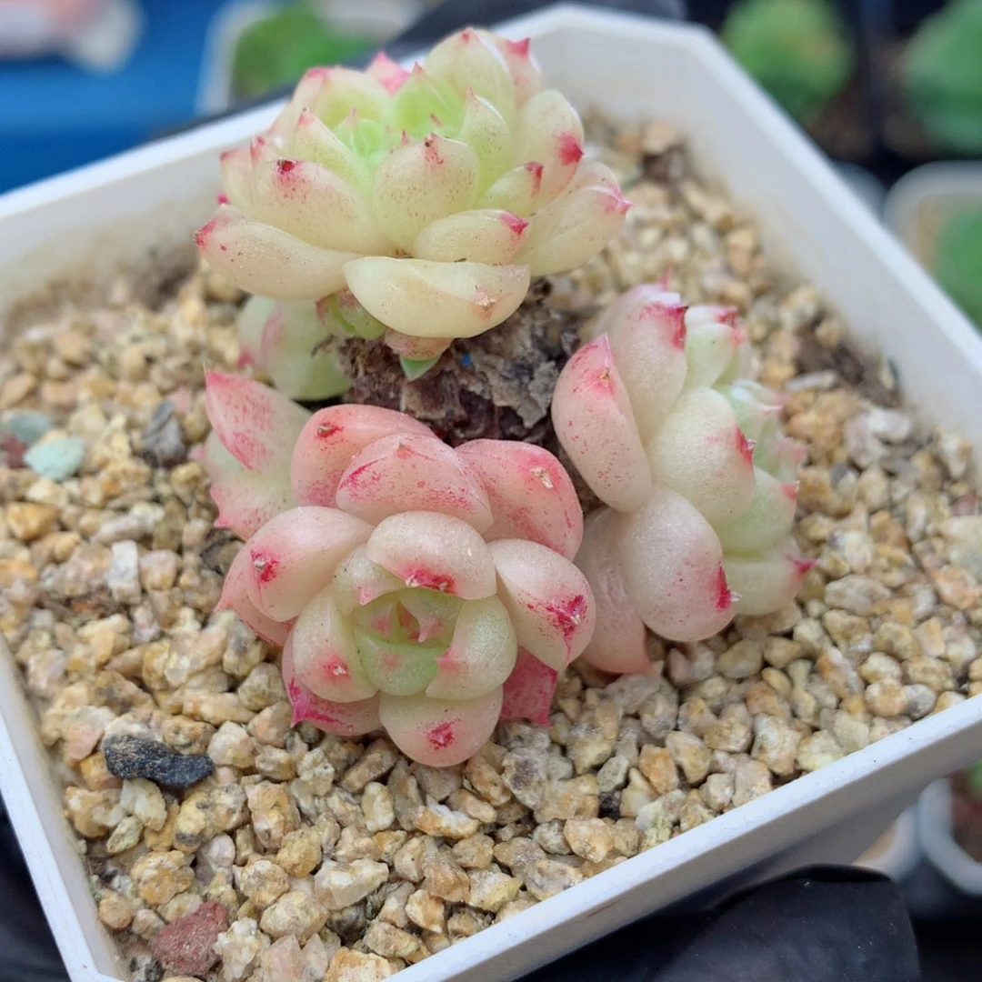58包邮  群生不包整麦秆群167