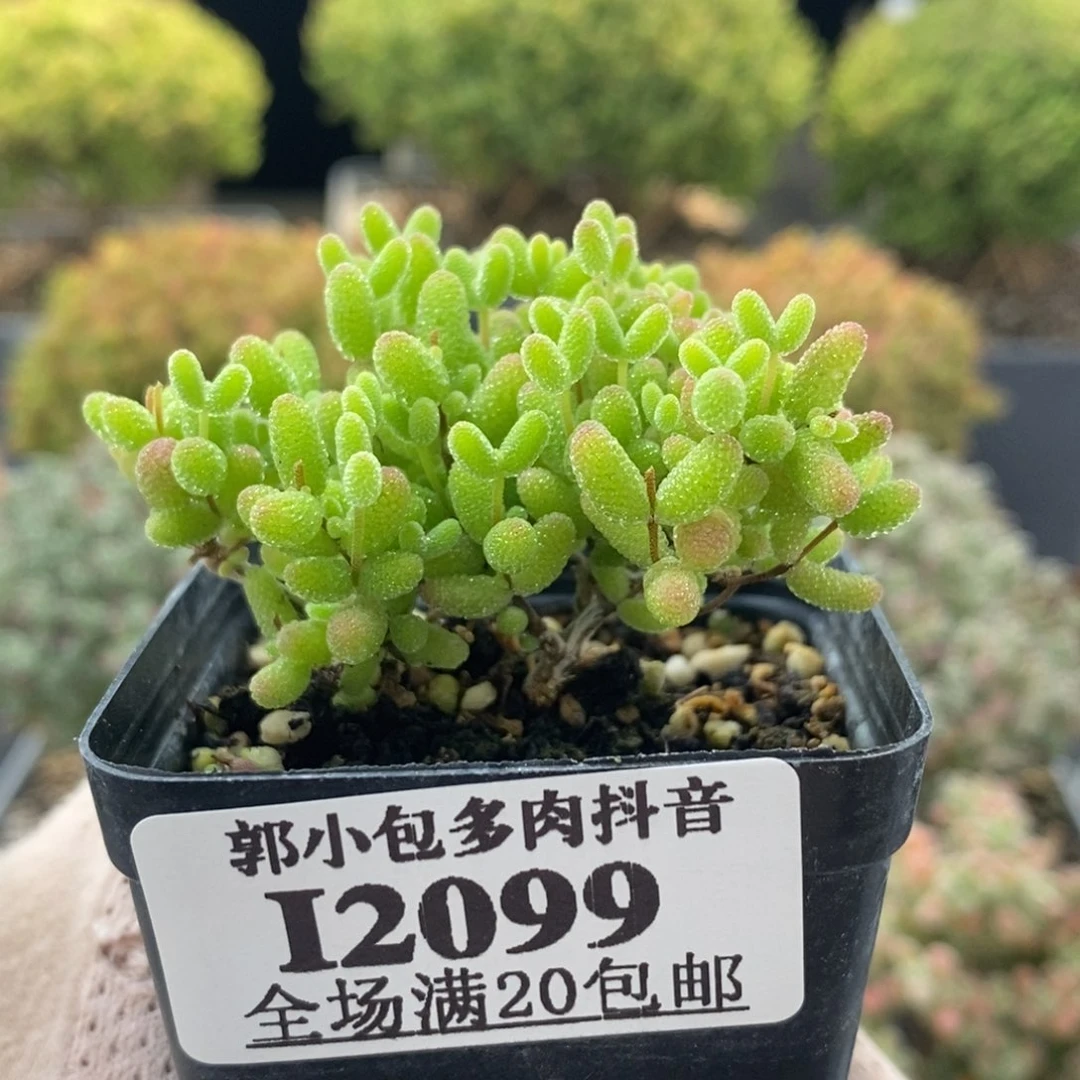 蜜橘糖球2099枝干番杏