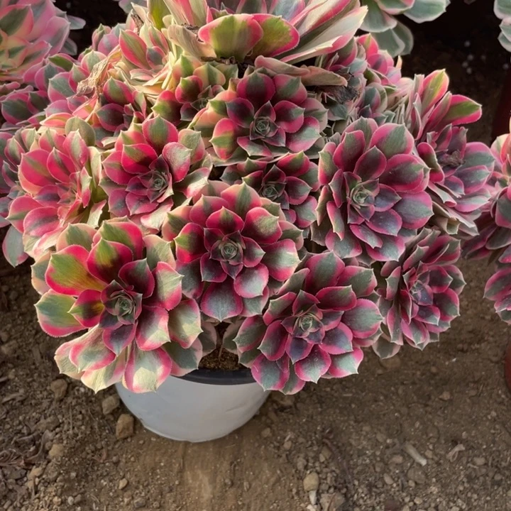 无花朵473多肉植物粉女郎