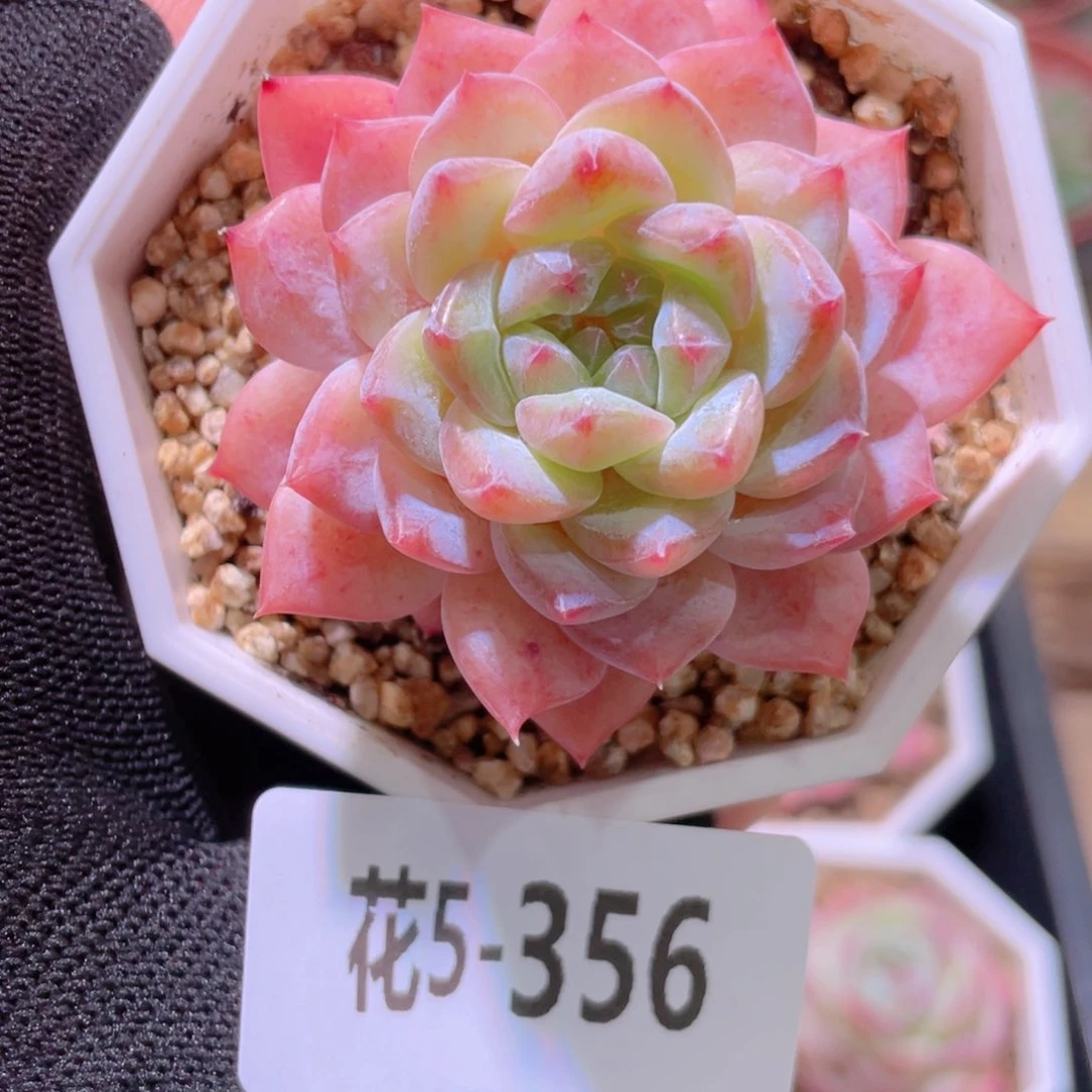 花利美5-356精选糖心