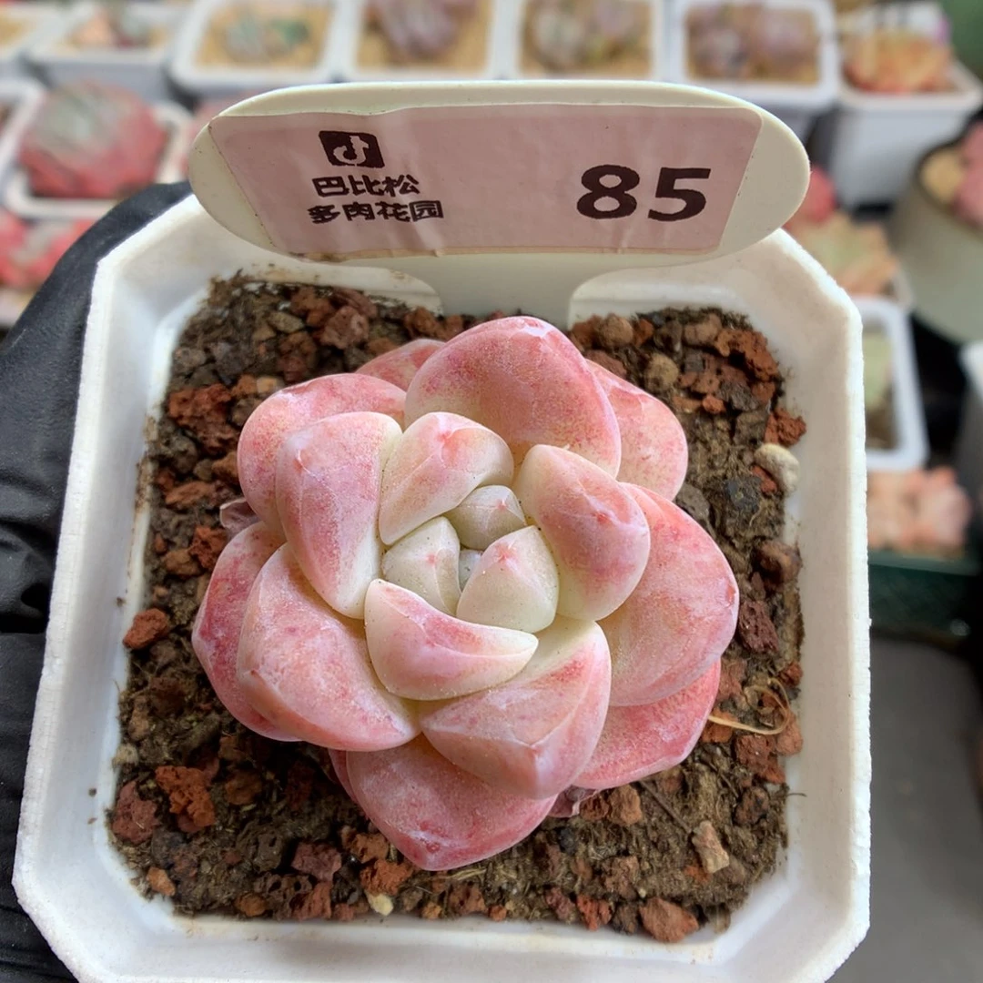 一***_85 粉冰玉多肉多肉