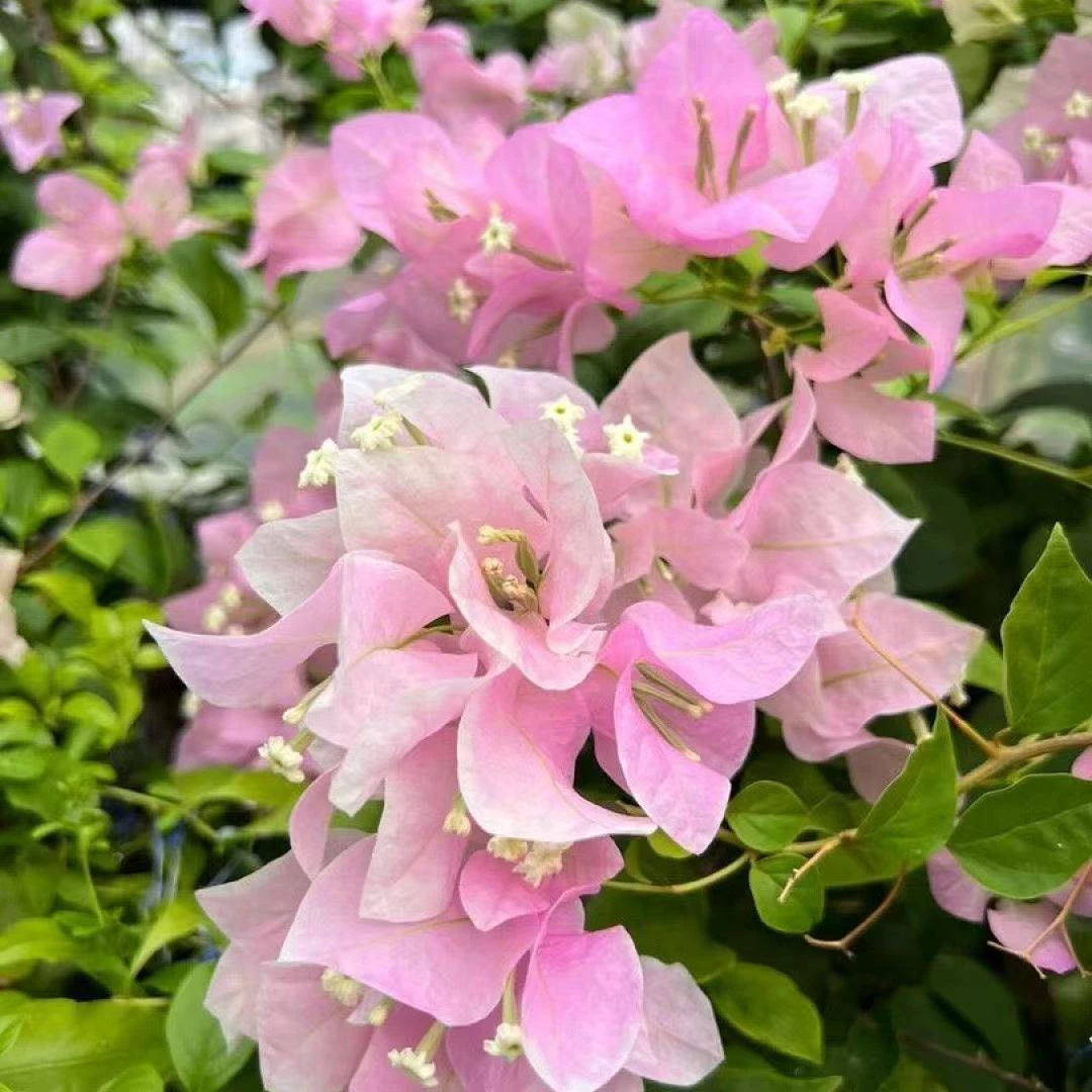 【广红樱】三角梅花卉勤花四季开花基地直发