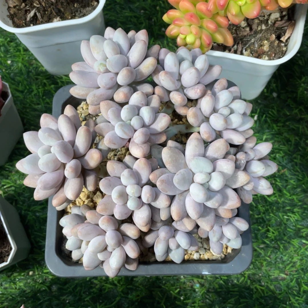 蜜多丽冠幅16 公分一物一拍