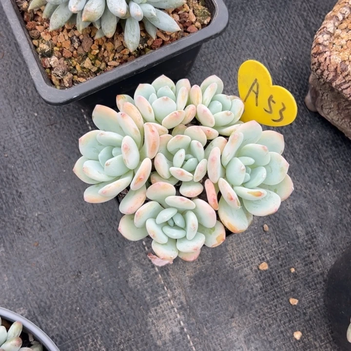 阿***君多肉植物一物一拍