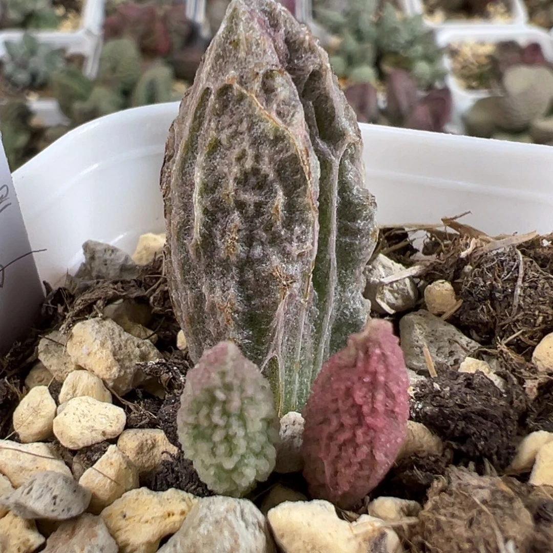 甘蓝多肉植物水泡