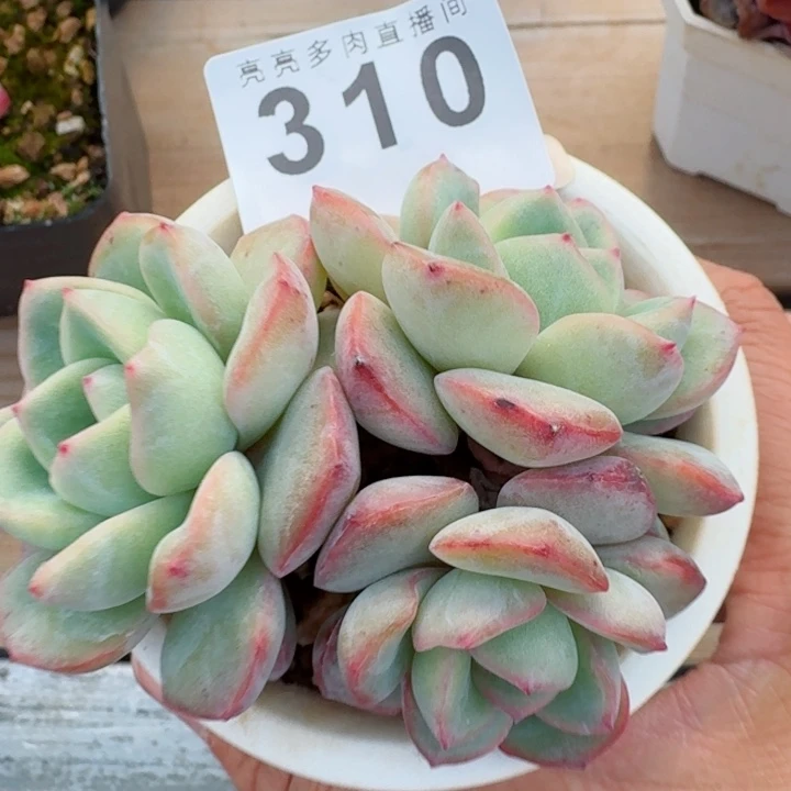 泡芙         精控精养多肉植物