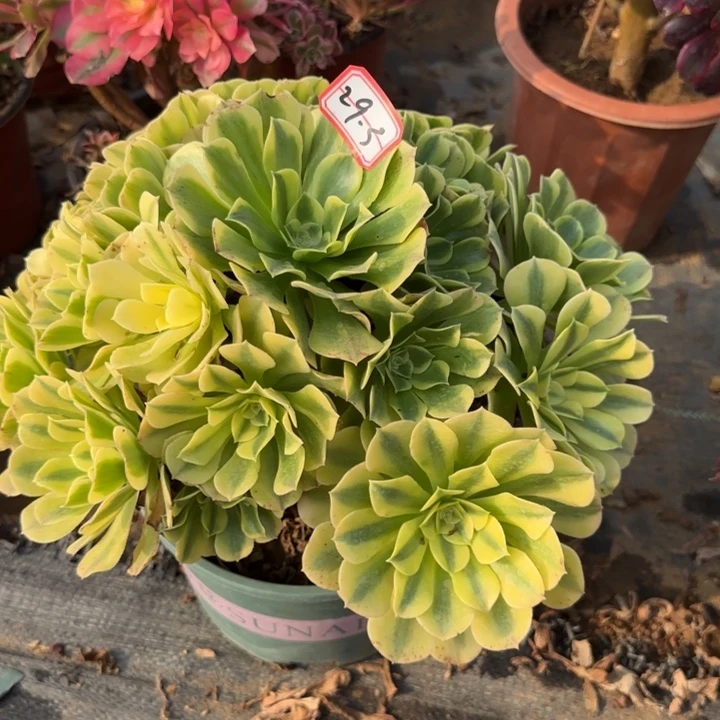 2913绿豆沙处理不包售后