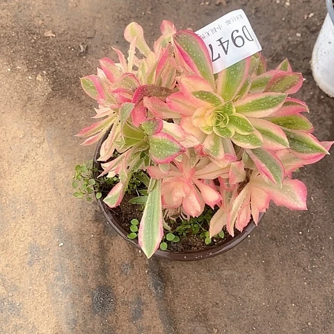 947女神多肉母本处理不售后