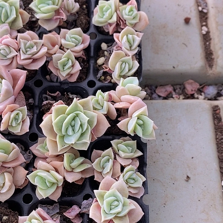 75 多肉植物盆栽花卉