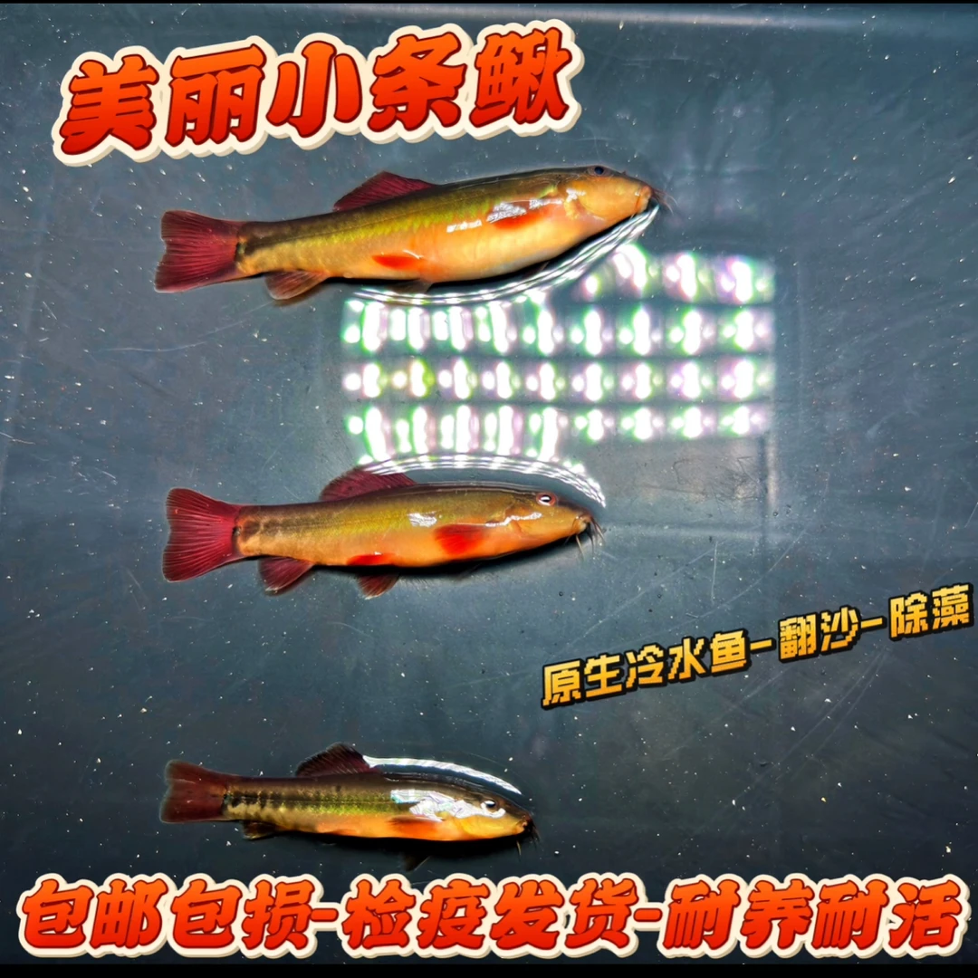美丽小条鳅原生鱼冷水鱼温顺不打架可混养群游吃饲料便宜实惠观赏
