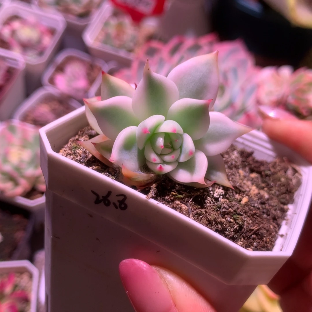 吉娃娃覆轮锦有根