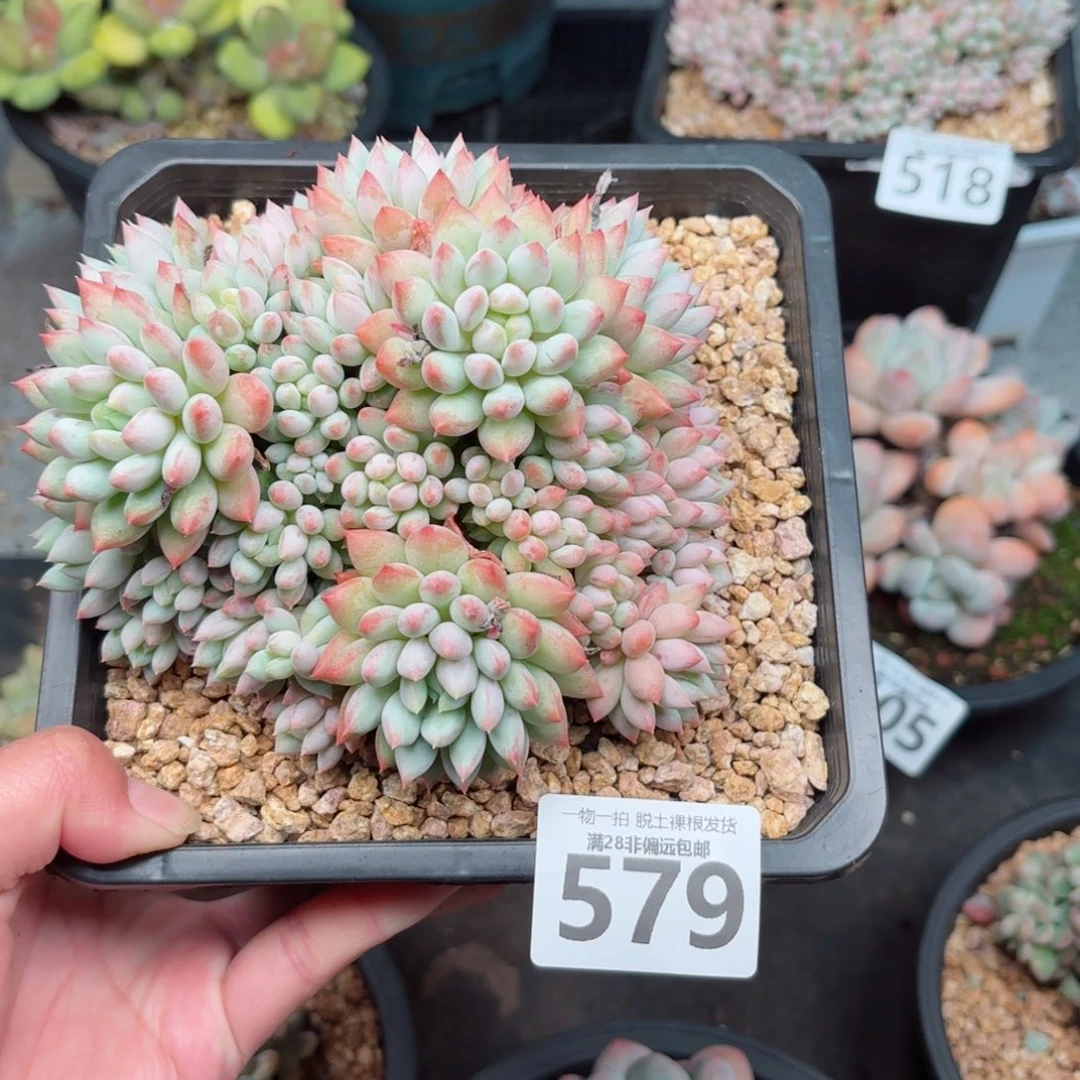 明珠多肉无盆土发货