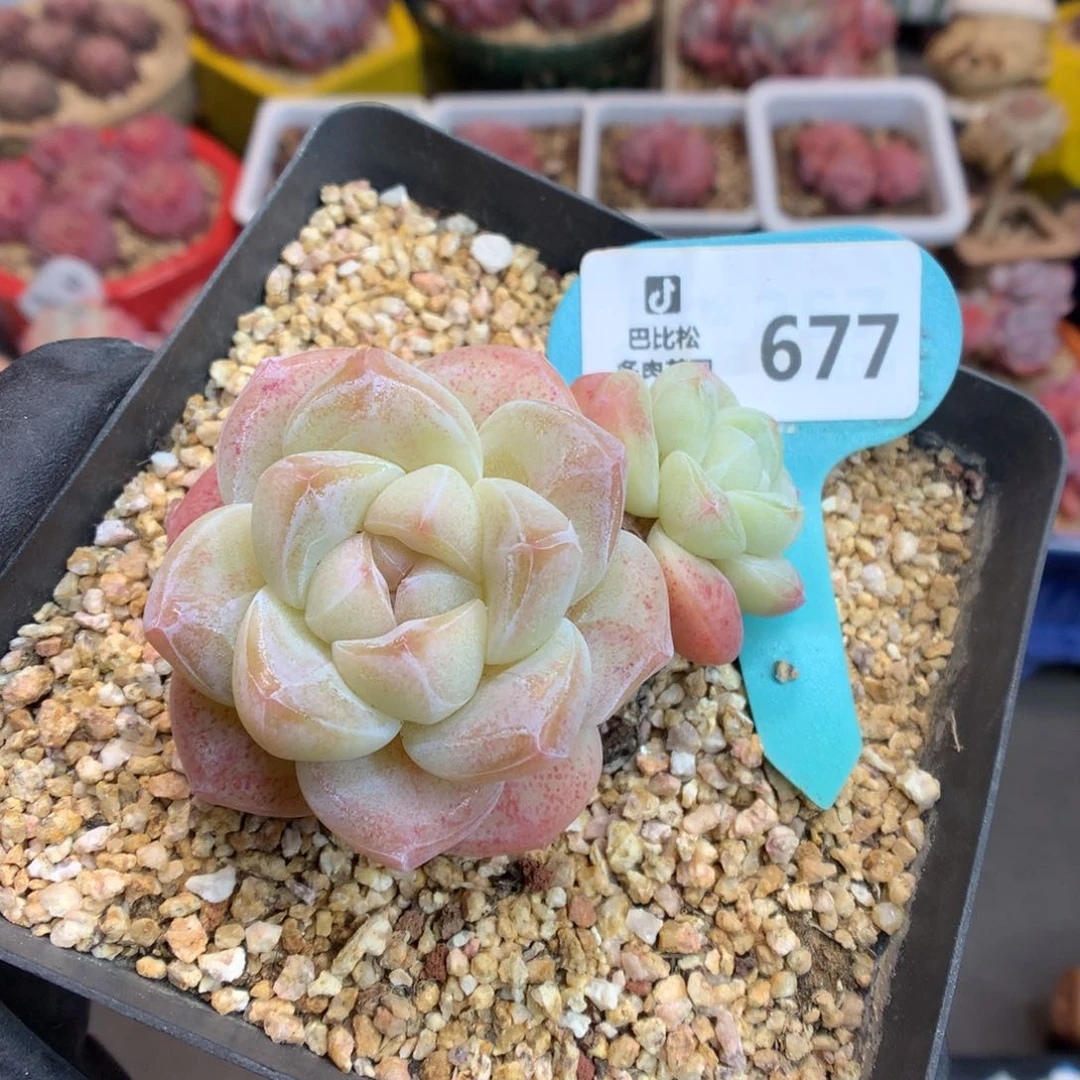 泡**.677 老桩粉透冰玉